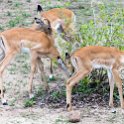 ZMB NOR SouthLuangwa 2016DEC10 NP 003 : 2016, 2016 - African Adventures, Africa, Date, December, Eastern, Month, National Park, Northern, Places, South Luangwa, Trips, Year, Zambia